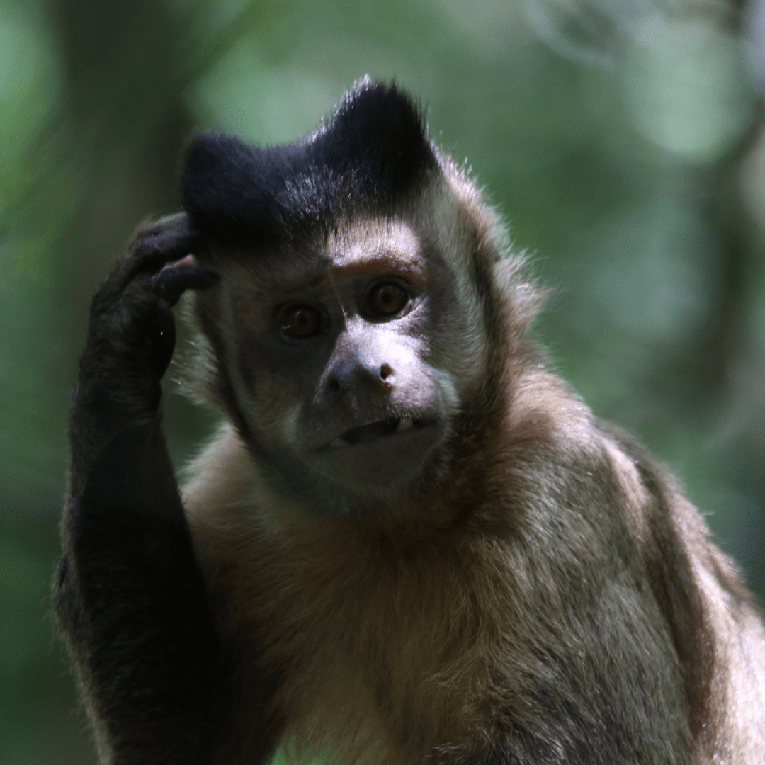 CHILLBD | Разликата между CBD и THC