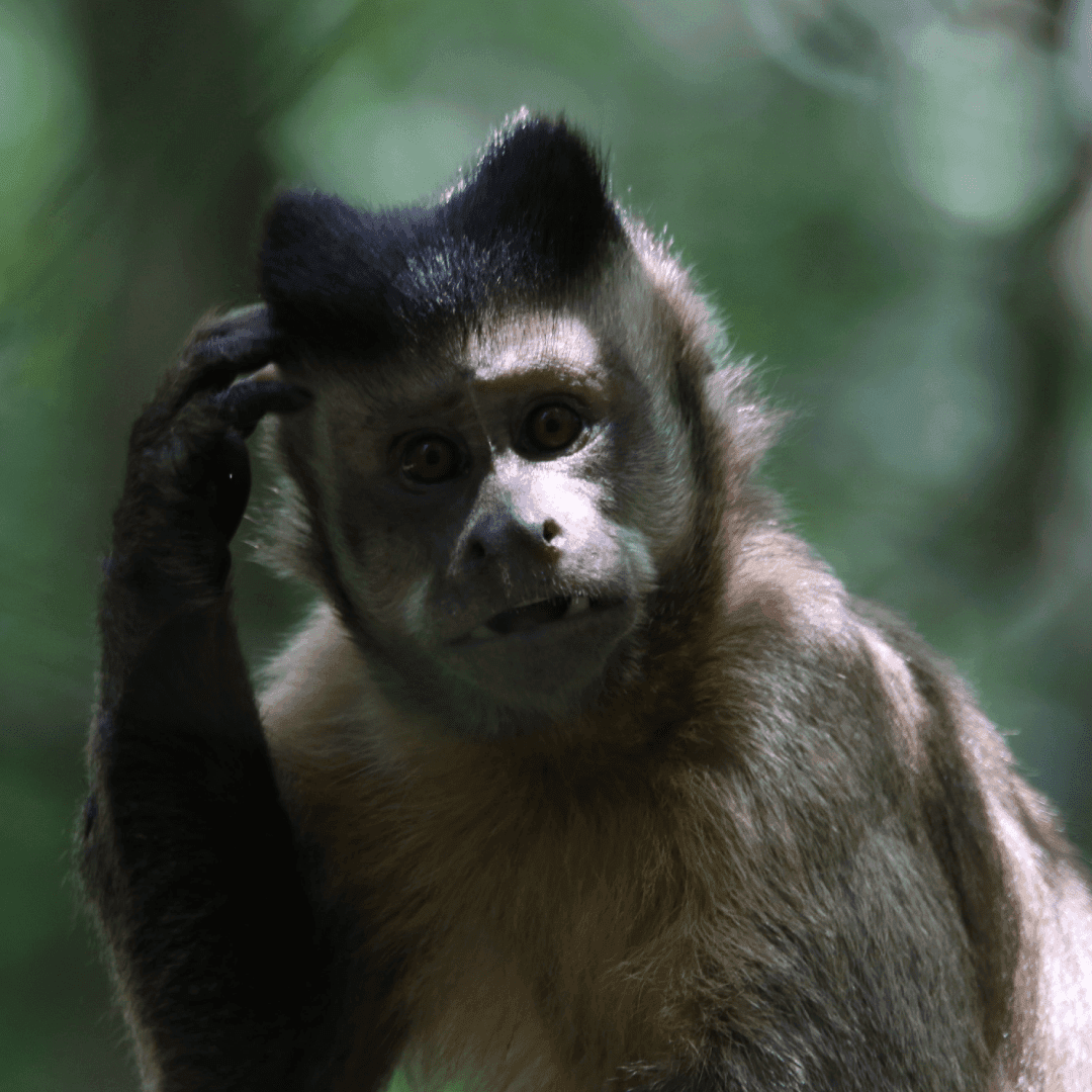 CHILLBD | Разликата между CBD и THC